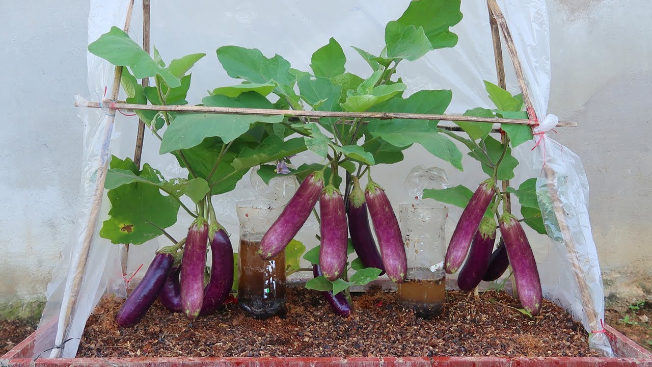 Growing eggplant in a greenhouse for high yield john garden YouTube