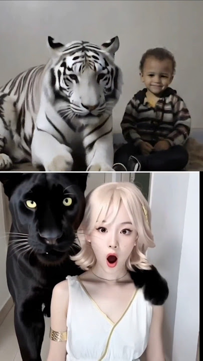 white tiger
