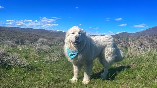 Took my giant dog and goats on a camping trip!