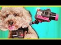 GoPro on a Dog!