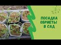 Посадка обриеты в сад