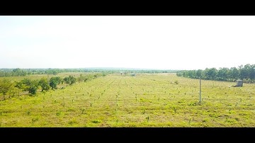 HỆ THỐNG TƯỚI PHUN MƯA CHO CÂY BƯỞI DA XANH 10 HA TẬP ĐOÀN MASAN VIỆT NAM | 0985833804