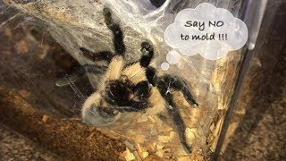 Mold Outbreak in Tarantula Enclosure ~ WHY !!!