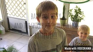 Barefoot Sully And The Ebush Swallowtail Erfly