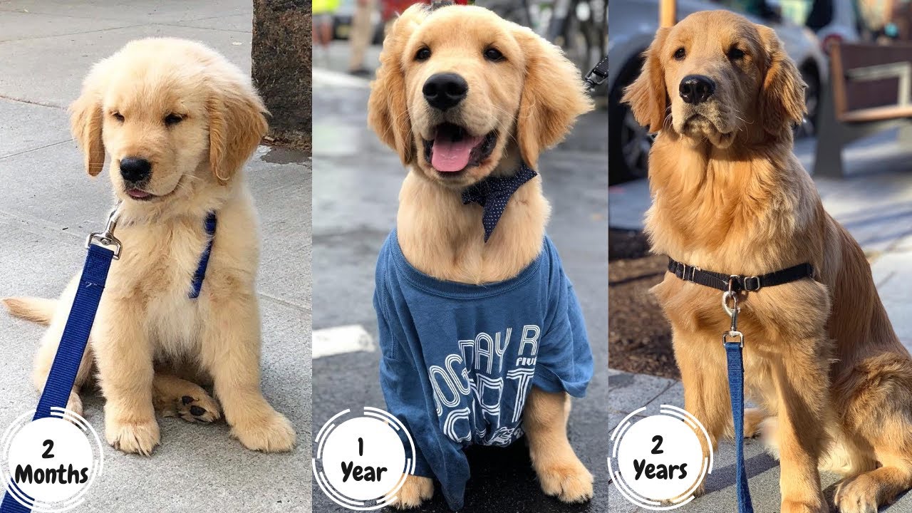 Golden Retriever Puppy Growing Up 2 Months 2 Years Too Cute Retriever Puppy Golden Retriever Golden Retriever Puppy