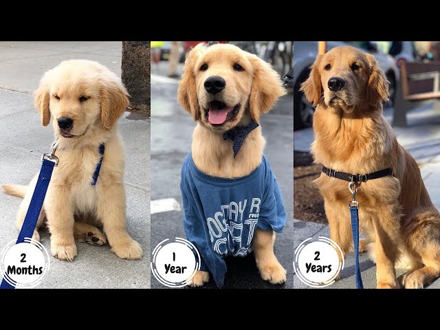 Golden Retriever Puppy Growing up 2-24 months | Too Cute! - YouTube