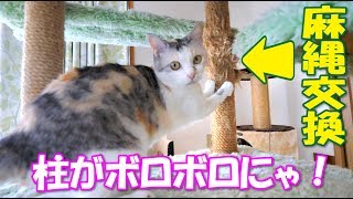 猫部屋キャットタワーのメンテナンス【爪とぎ柱の麻縄交換】