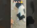 2 .4..1 bhi mulakat Ki Baat hogi new post puppy ka 🐕🐕🐕🐕