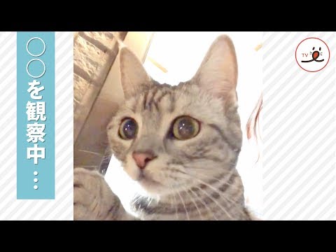 お外への興味が尽きないニャンコさん😸✨ お目々クリクリで覗く様子が…❣️【PECO TV】