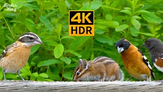 кошка тв 😺 8 часов 🐦 летние птицы и белки (4K HDR)