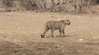 Extremely Rare Footage of Leopard and Cheetah Walking Together