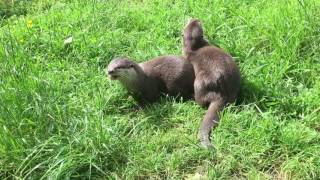 Hercules (baby otter) & aunty Meg -  music - David Charles Rowan - The Haunting (instrumental)