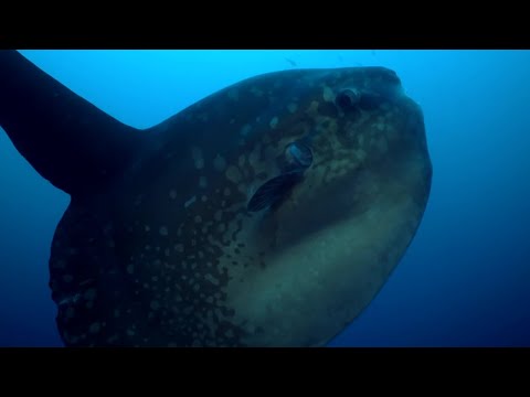 Rare Footage of Ocean Sunfish Getting Cleaned | BBC Earth