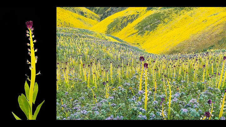 Ray Collett Lecture Series: A 27-Year Wildflower J...