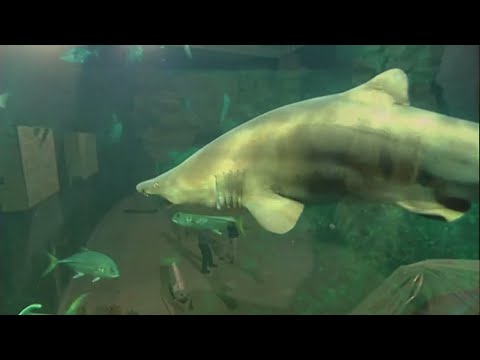 Vidéo: L'aquarium le plus cher du monde