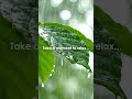 Gentle Rain and Leaves Sound Deeply Relaxing #rainsounds #meditation #calmingsounds