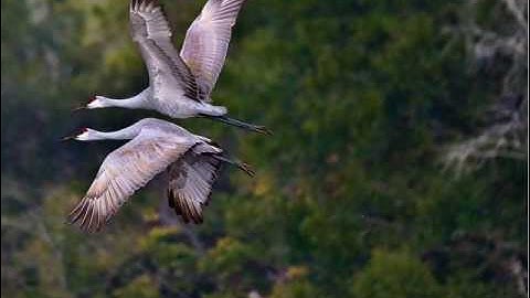 عشائية مبدعة للقارئ داود محداب 07 05 2016 جيجل