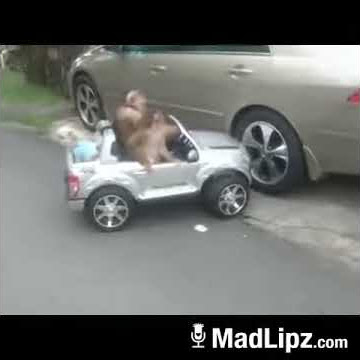 Video minang kocak monyet membawa mobil