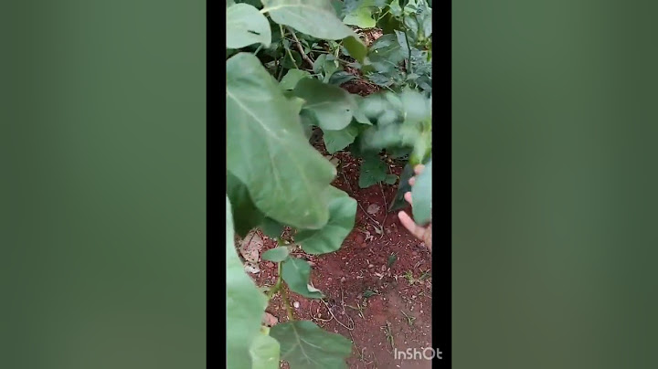 Mummies Paramb vlog😂❤️#vegetables#krishi#nature