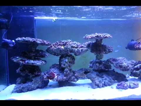 My aquascaping on pvc reeftank day 70 3 - YouTube