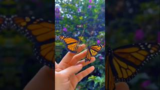 Mere Rang Mein Rangne Wali 🕊️✨ | Aesthetic Love Status #shorts #shorts #lyricssong #explore #vibe screenshot 1