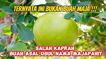 Ternyata Salah Kaprah! Buah yg jadi asal usul nama Kerajaan Majapahit. Manakah yang Benar??
