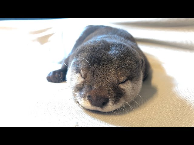 カワウソさくら 寝起きで反応のないねぼねぼなカワウソ Otter wakes up and there is no reaction