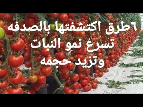 6 طرق اكتشفتها بالصدفه تسرع من نمو النبات وتزيد من حجمه