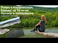 Озеро в Корфовском. Лотосы в Хабаровске. Карьер на 18-ом км.