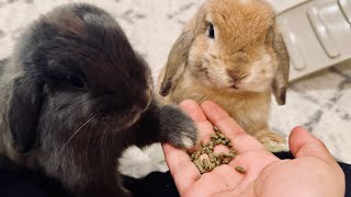 Is this the best way to bond with your rabbits? by Bella & Blondie Bunny Rabbits 1,563 views 1 month ago 3 minutes, 1 second