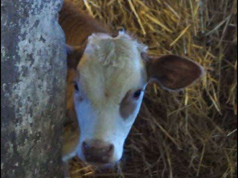 Videó: Milyen A Pézsma Illata?