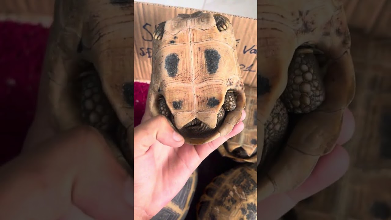 Hướng dẫn cách phân biệt Rùa núi vàng đực và cái Shop rùa núi vàng 0399696601