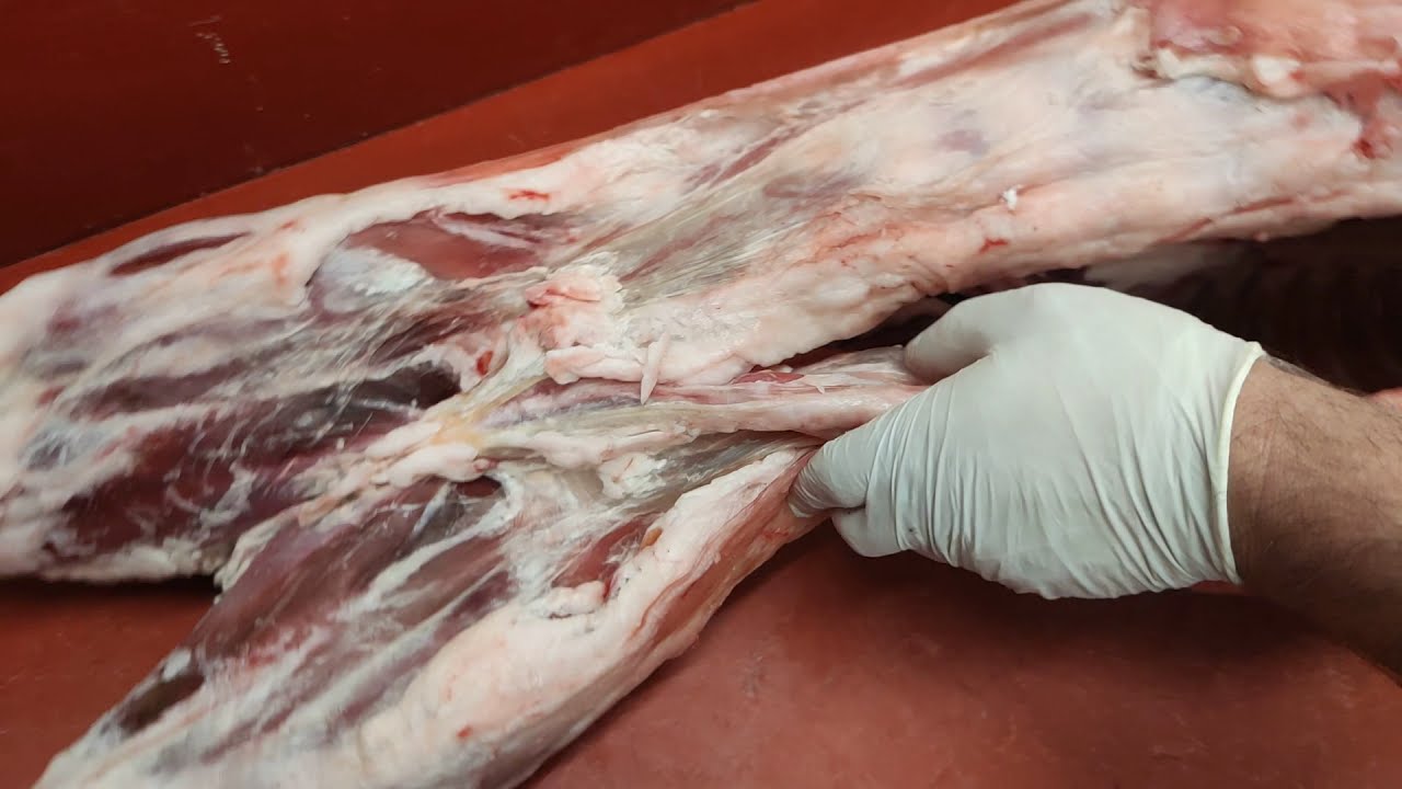 KURBANLIK  KOÇ  NASIL PARÇALANIR ?