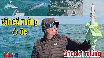 Toàn Cảnh Câu cá Nhồng(#snook) ở Úc Kéo mỏi tay  #trolling mà nhiều người có thể không biết