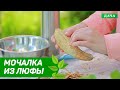 Эко Дача. Как сделать мочалку из люфы?