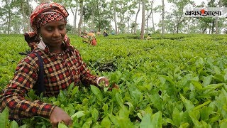 একেই বলে বাংলার অপরূপ সৌন্দর্য ।। screenshot 5