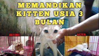 GROOMING KITTEN 3 BULAN || Cara MEMANDIKAN Kucing Usia 3 Bulan.