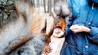 ДРАКА БЕЛОК за орехи Squirrels fight for nuts