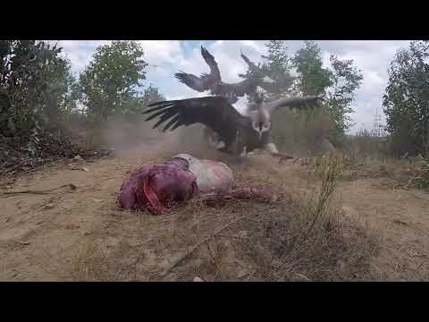 Burung Pemakan Bangkai, Hitungan Detik Habis Daging bangkainya