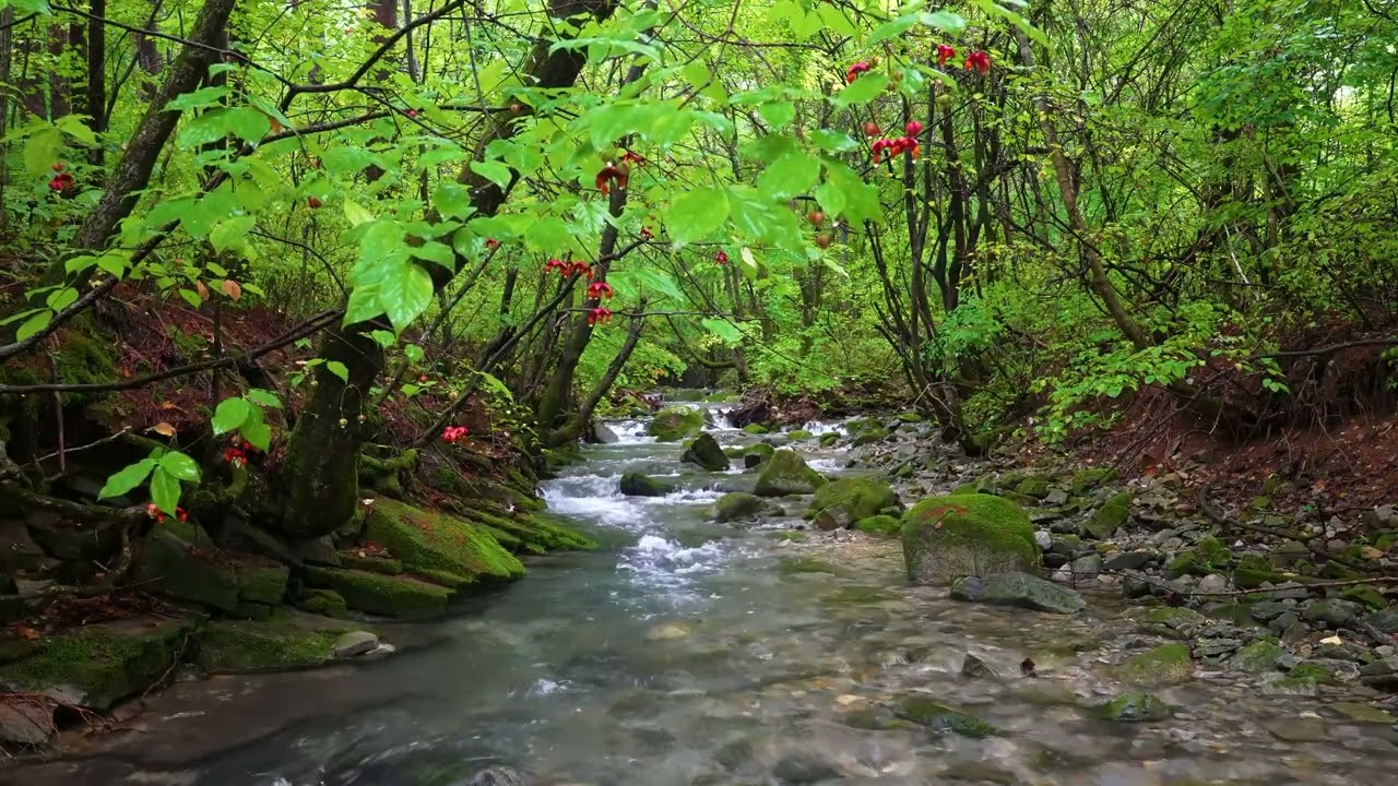 Успокаивающие звуки природы, пение птиц и чистый, голубой лесной ручей