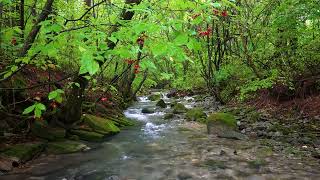 Suara Alam yang Menenangkan, Kicauan Burung, Aliran Sungai di Hutan Hijau yang Jernih
