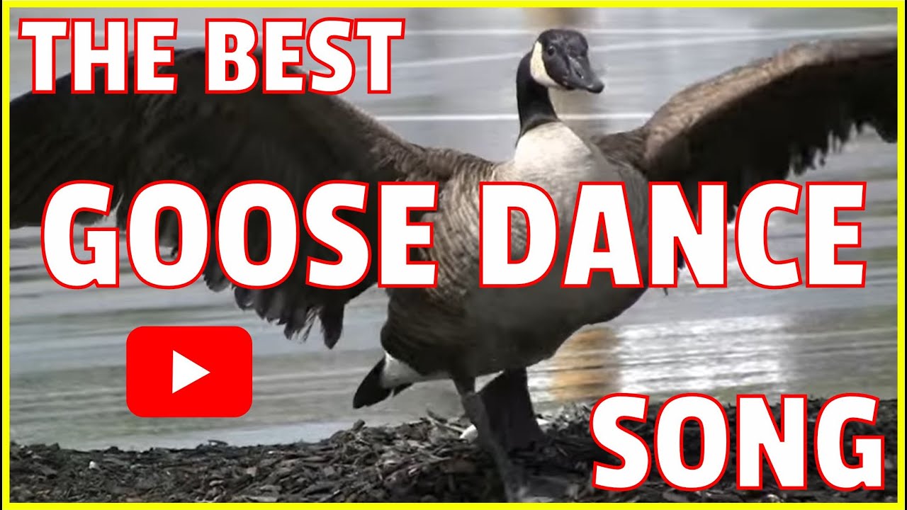 Canada Geese Dance Song   Branta canadensis   Mother Goose