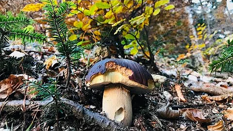 Dove stanno crescendo i porcini?