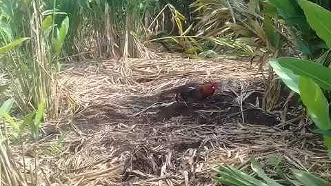 Hành Trình Bẫy Gà Rừng Rặc khủng và cái Kết Trap of forest chicken 189