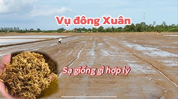 Vụ đông Xuân 2026 sạ giống gì để có lợi nhuận cao 