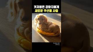 커져버린 강아지에게 새로운 쿠션을 선물했더니 반응
