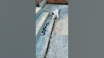 Cat vs Snake Showdown Caught on Camera! #respect