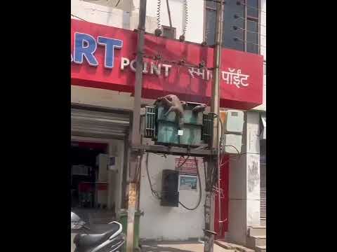 A Monkey Has Died Of Electric Shock On Tower