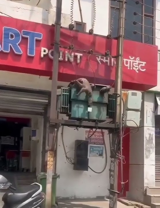 A monkey has died of electric shock on tower