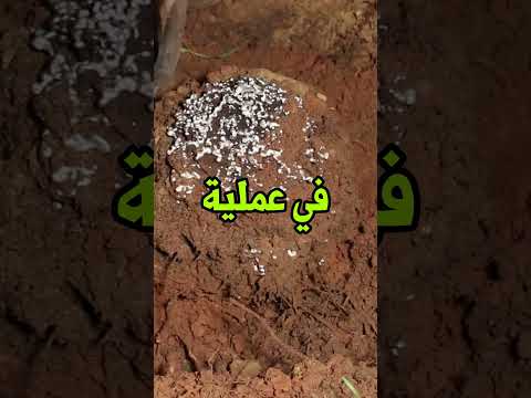 شكل بيت النمل من الداخل